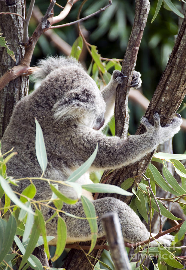 Koala #1 Photograph by Milena Boeva