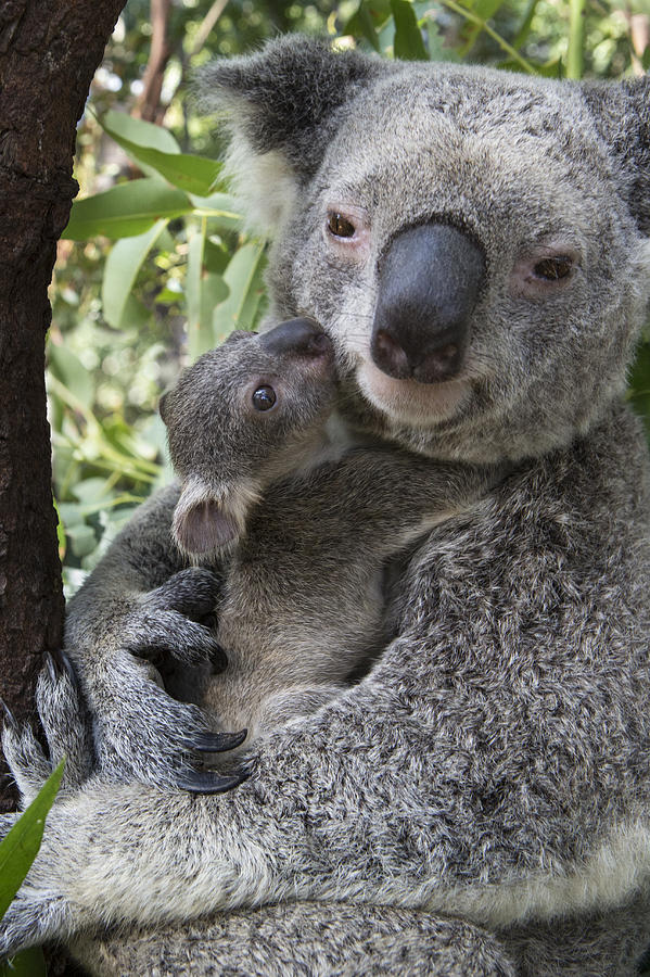 Koala Mother And Joey Australia #1 Photograph by Suzi Eszterhas