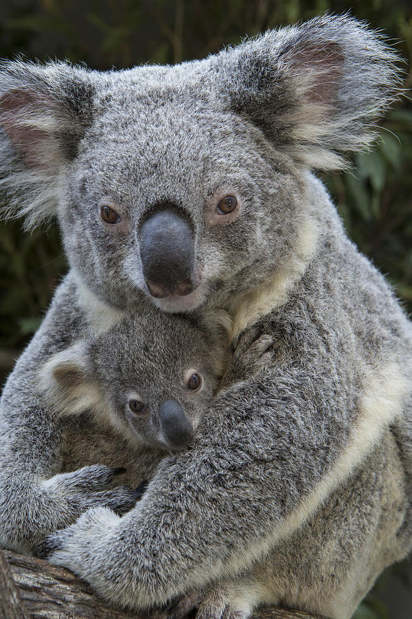 Animal Photograph - Koala Mother Holding Joey Australia #1 by Suzi Eszterhas