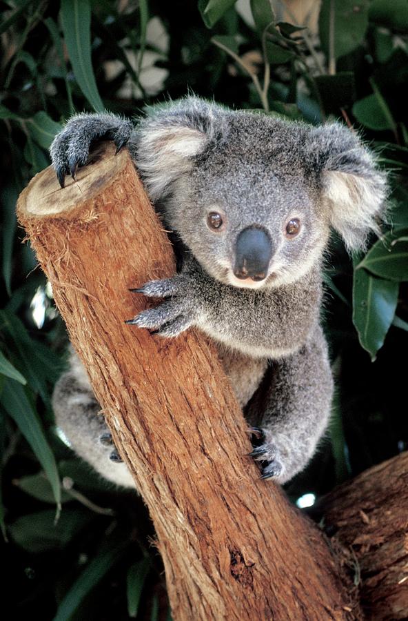 Wildlife Photograph - Koala #1 by Patrick Landmann/science Photo Library