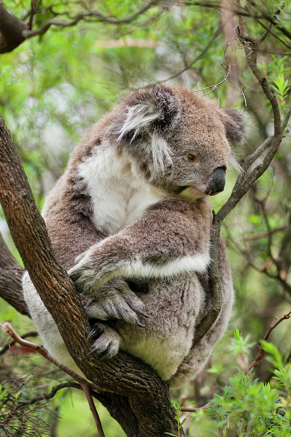 Great Otway National Park Photograph - Koala (phascolarctos Cinereus #1 by Martin Zwick
