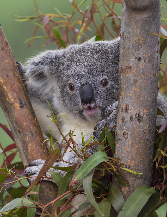 Koala #1 Photograph by San Diego Zoo