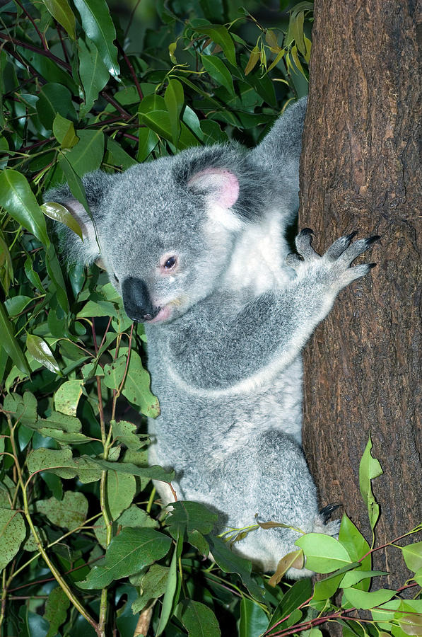 Wildlife Photograph - Koala #1 by Tony Camacho/science Photo Library