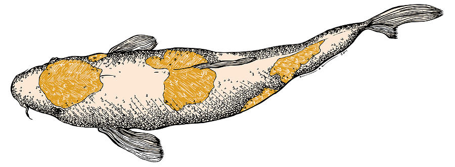 Pen Drawing - Koi Fish #1 by Karl Addison