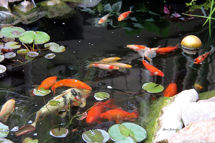 Koi pond #1 Photograph by Yumi Johnson