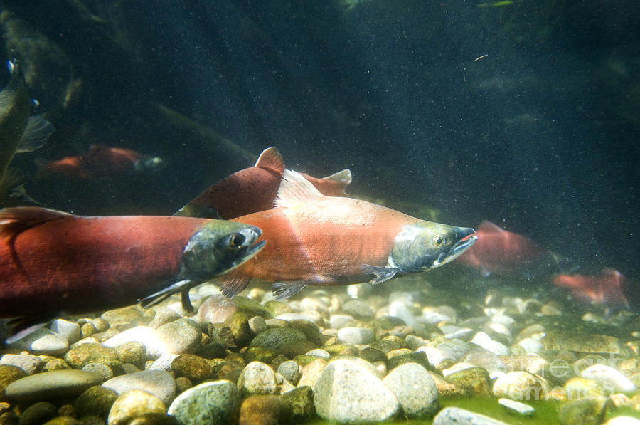 Kokanee Salmon #1 Photograph by William H. Mullins