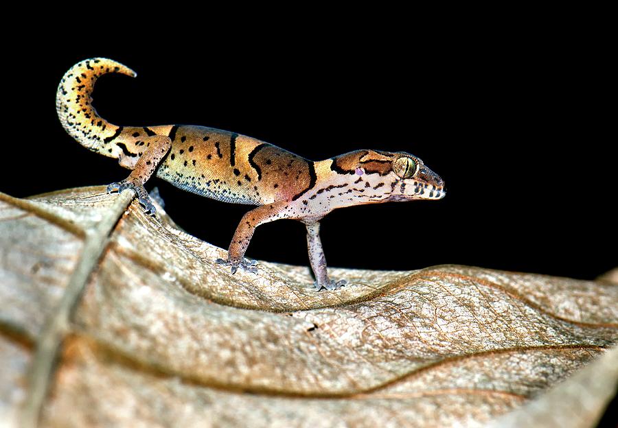 Animal Photograph - Kollegal Ground Gecko #1 by K Jayaram
