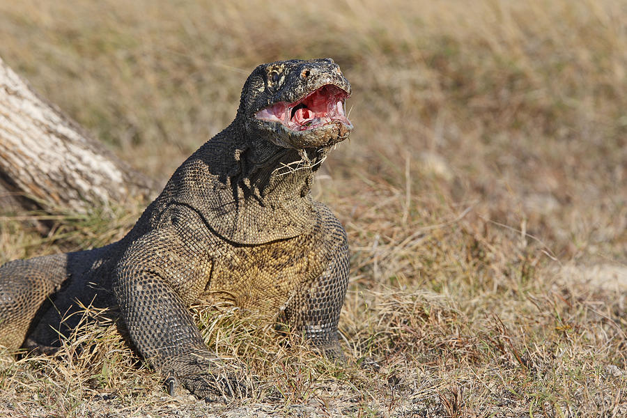 Komodo Dragon #1 Photograph by M. Watson