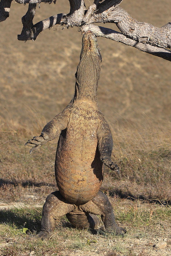 Komodo Dragon On Two Legs #1 Photograph by M. Watson