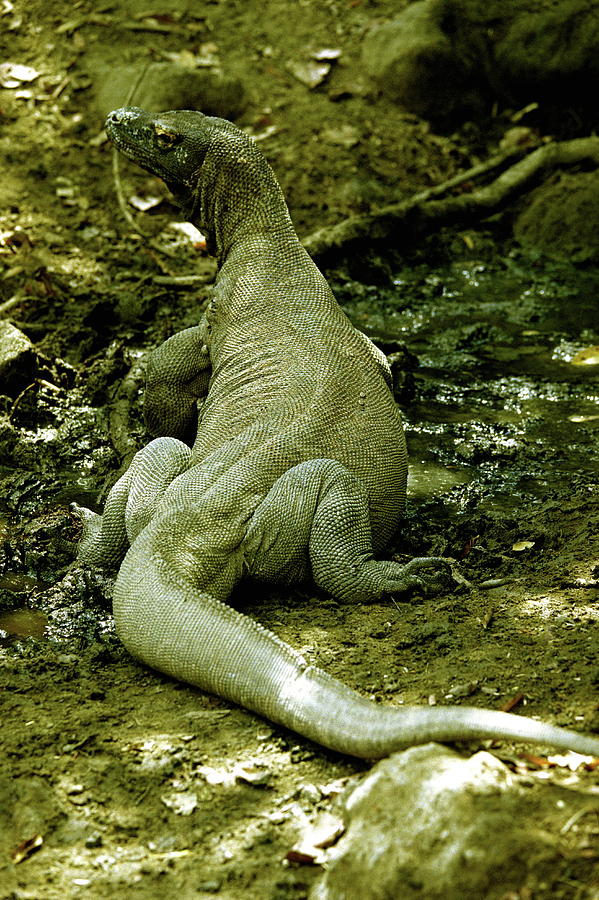 Wildlife Photograph - Komodo Dragon #1 by Zephyr/science Photo Library
