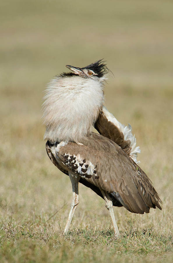 Kori Bustard Ardeotis Kori Display Photograph by Panoramic Images - Pixels