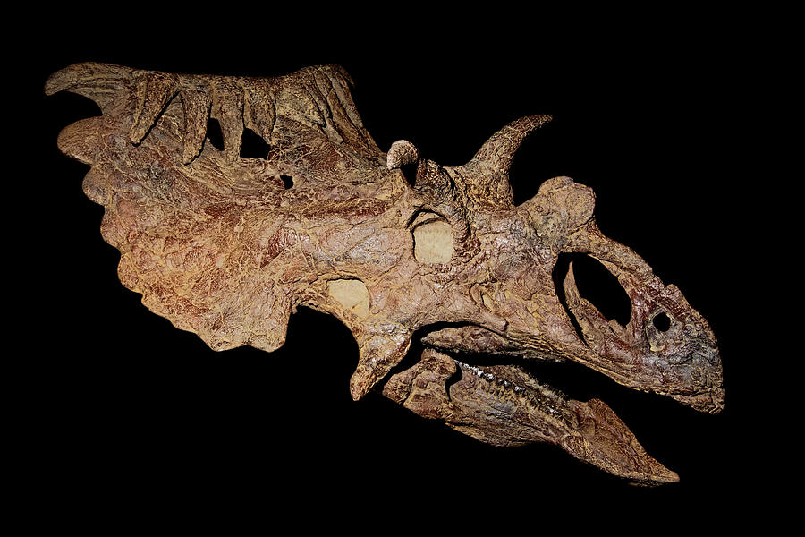 Kosmoceratops Skull #1 Photograph by Millard H. Sharp