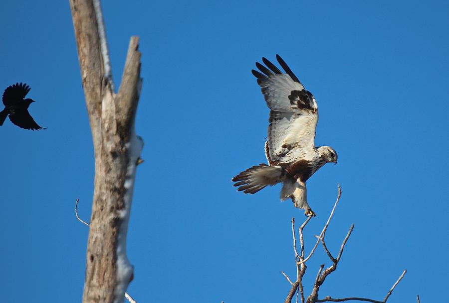 Birds Of Prey Photograph - Kriders Red-Tailed Hawk #1 by John Dart
