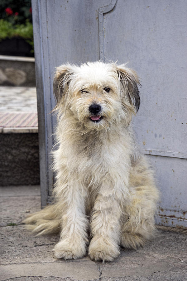 Dog Photograph - Krusevo Dog In Macedonia  #1 by For Ninety One Days