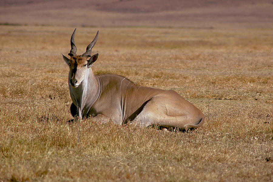 Eland Antelope in Kenya Photograph by Carl Purcell - Pixels