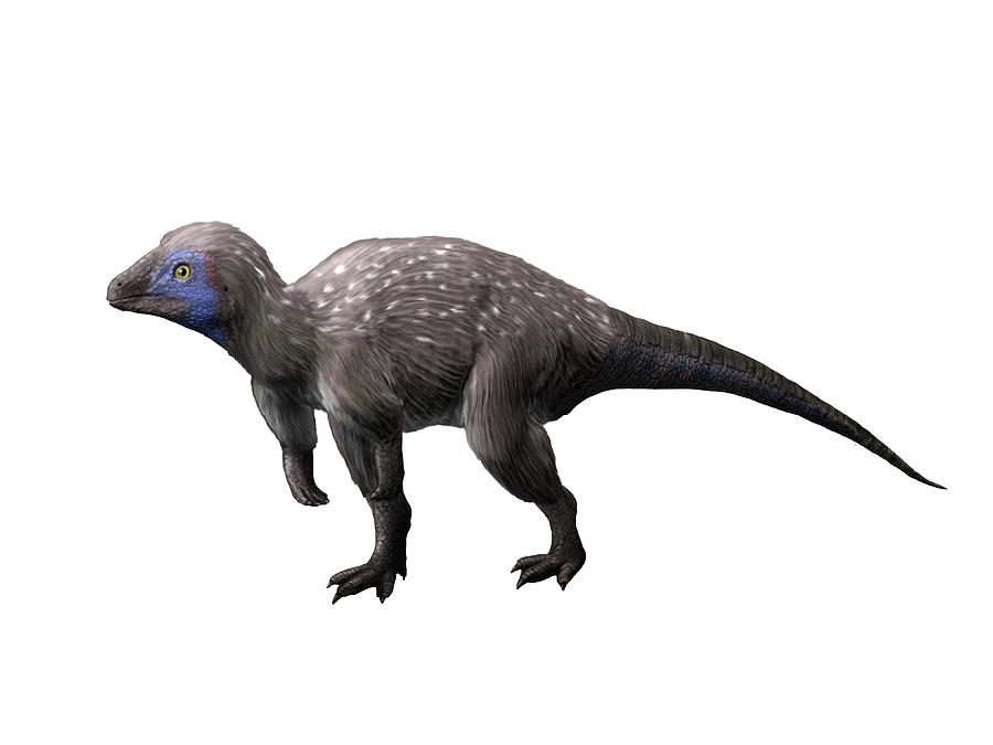 kulindadromeus zabaikalicus