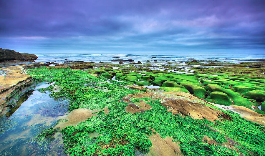 La Jolla Greens Photograph by Robert Aycock La Jolla Greens Photograph by Robert Aycock