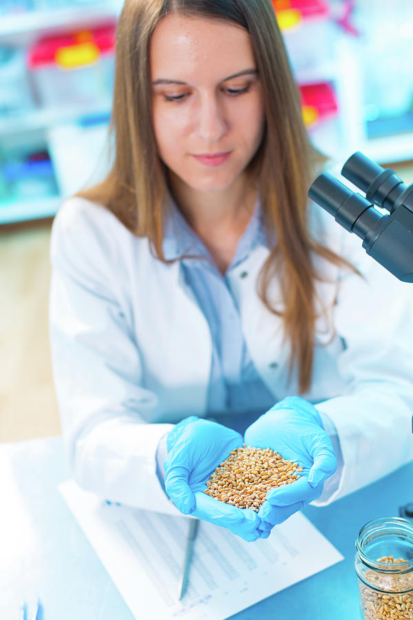 Lab Technician Holding Legumes #1 Photograph by Wladimir Bulgar/science Photo Library
