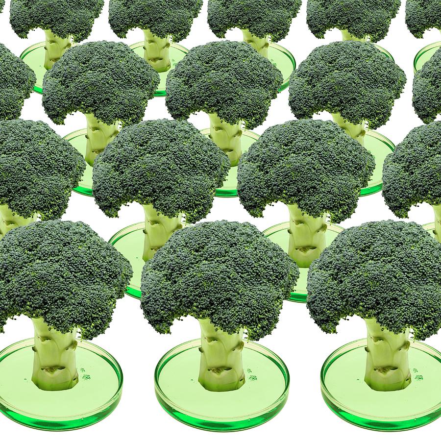 Broccoli Photograph - Laboratory-grown Broccoli #1 by Victor De Schwanberg/science Photo Library