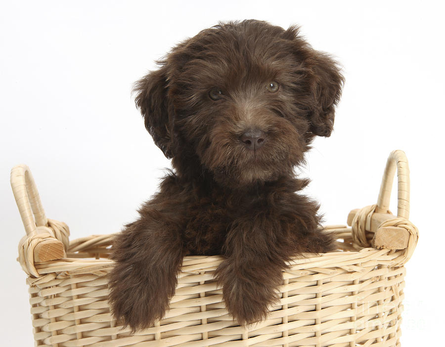 Labradoodle Puppy #1 Photograph by Mark Taylor
