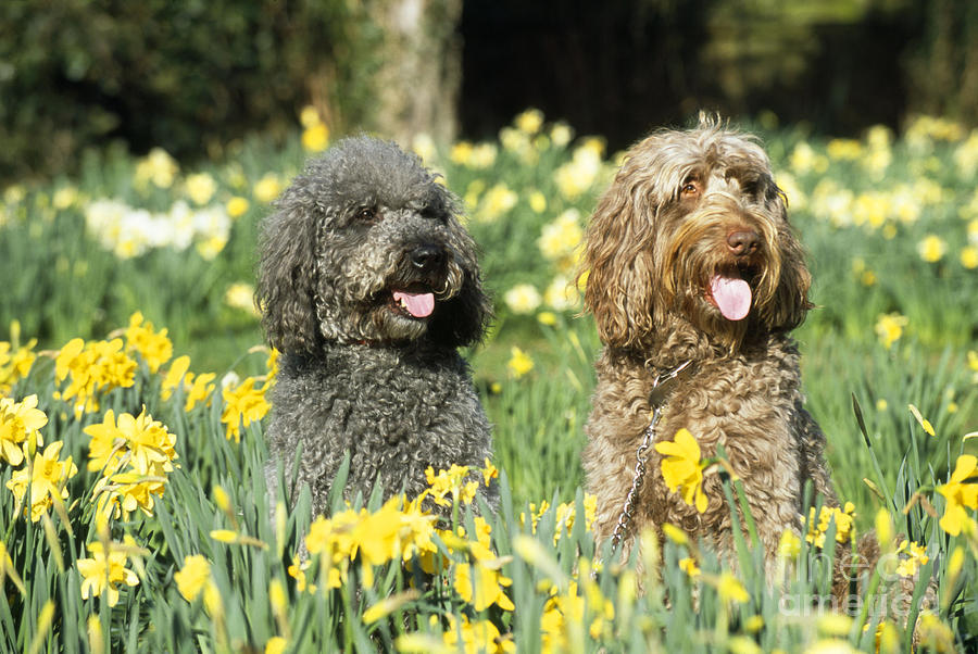 Labradoodles In Daffodils #1 Photograph by John Daniels