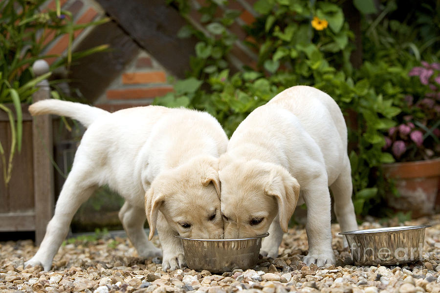 Labrador Puppies Eating #1 Photograph by Jean-Michel Labat