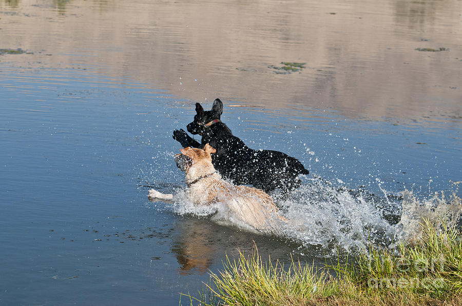 Labrador Retriever Photograph - Labrador Retrievers In Pond #1 by William H. Mullins