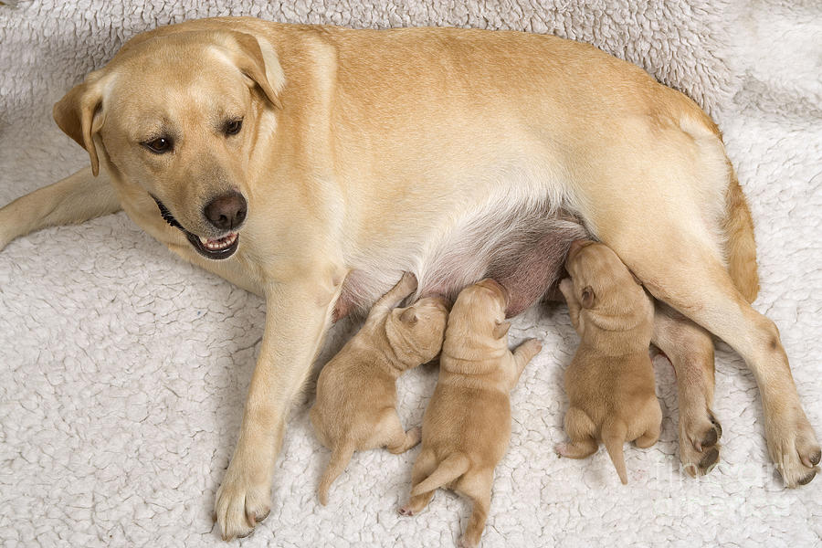 Mammal Photograph - Labrador With Young Puppies #1 by Jean-Michel Labat