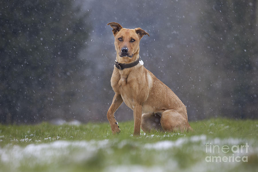 Labradormalinois Mix Photograph by Johan De Meester - Fine Art America