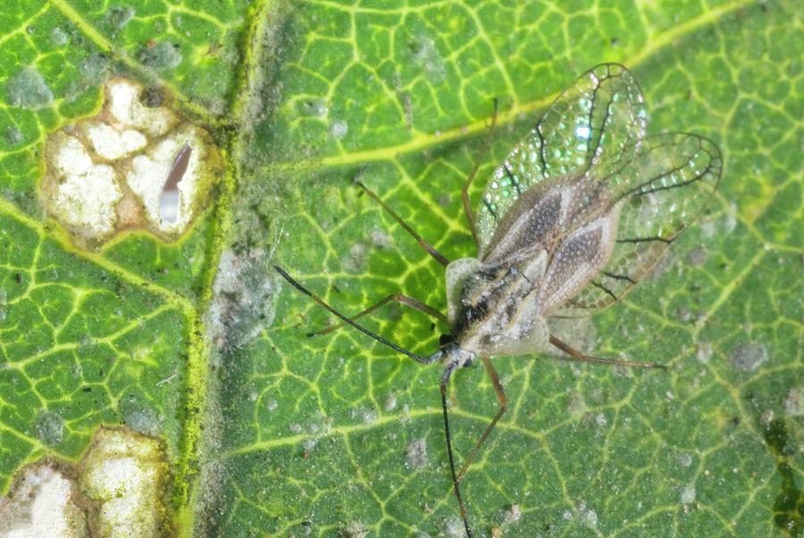 Lace Bug #1 Photograph by Science Photo Library Lace Bug #1 Photograph by Science Photo Library