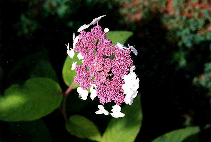 Purple Photograph - Lacecap Hydrangea #1 by Stephen Proper Gredler