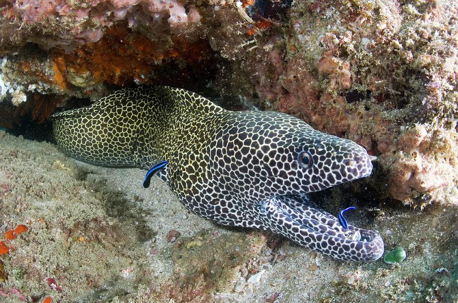 Laced Moray #1 Photograph by Scubazoo/science Photo Library