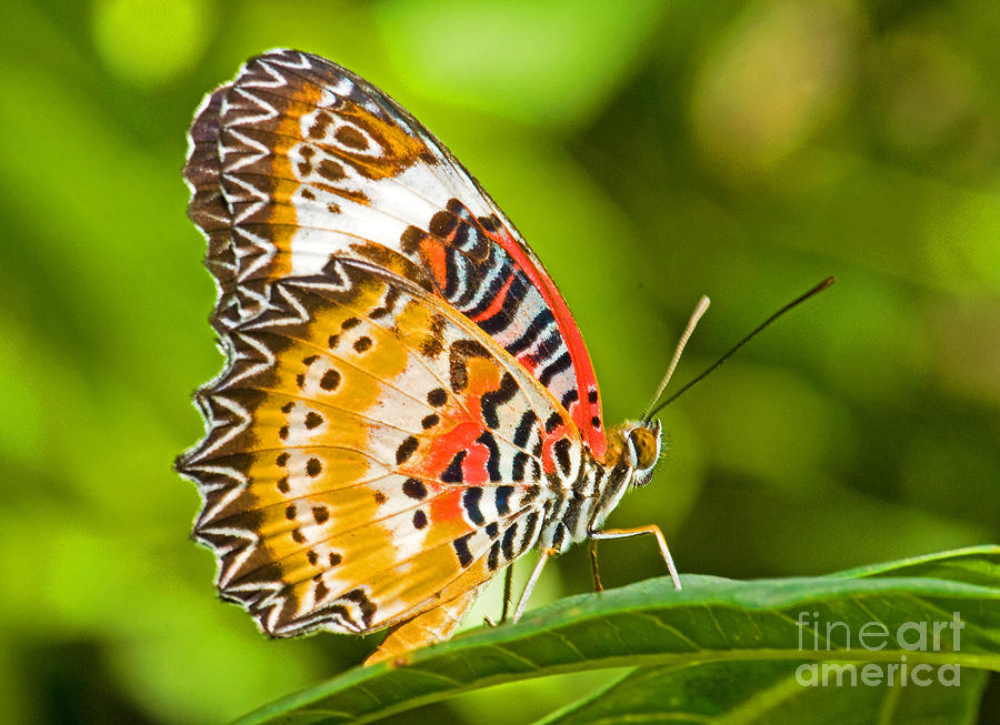 Butterfly Photograph - Lacewing Butterfly  #1 by Millard H Sharp