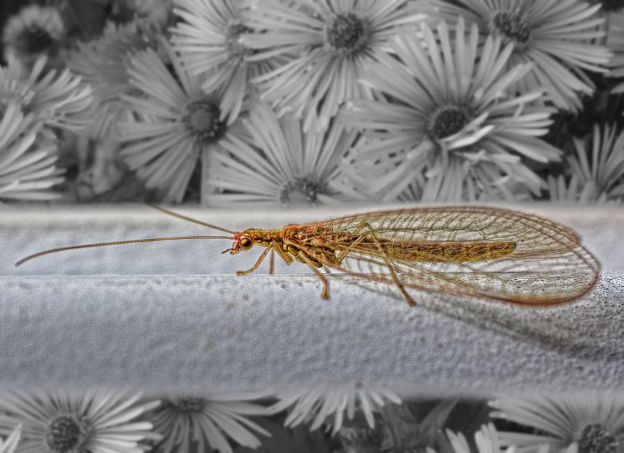 Nature Photograph - Lacewing Helps in the Garden 2 by Henry Kowalski