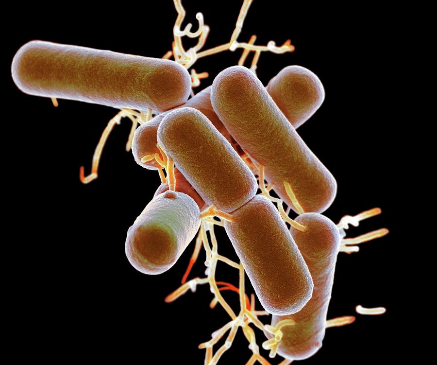 Lactobacillus Photograph - Lactobacillus Bacteria #1 by Science Photo Library