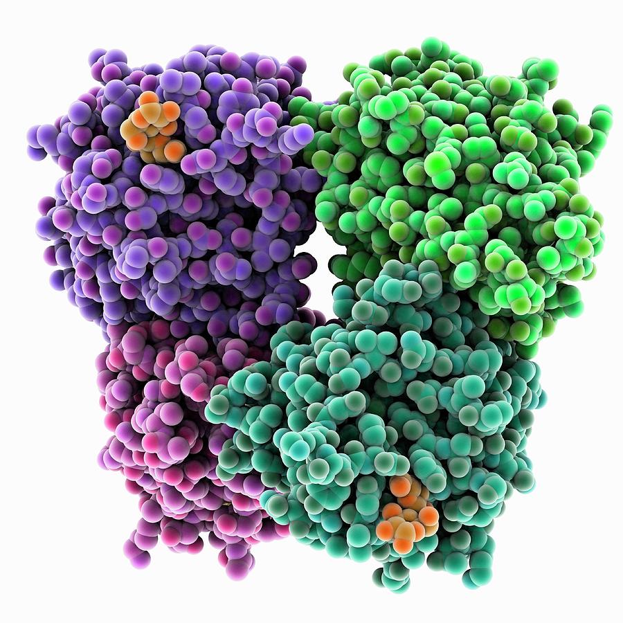 Arachis Hypogaea Photograph - Lactose Binding Protein Molecule #1 by Laguna Design