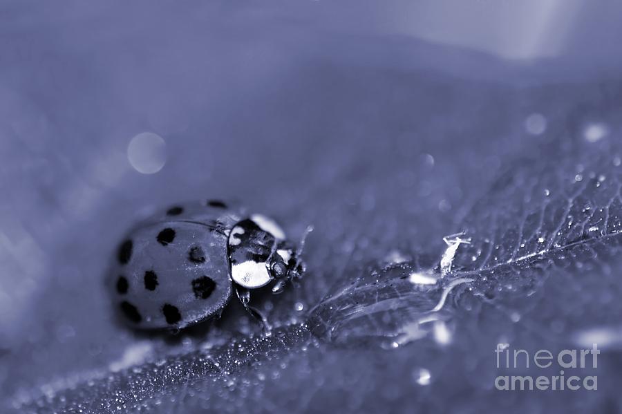 Lady Bug #1 Photograph by Henrik Lehnerer