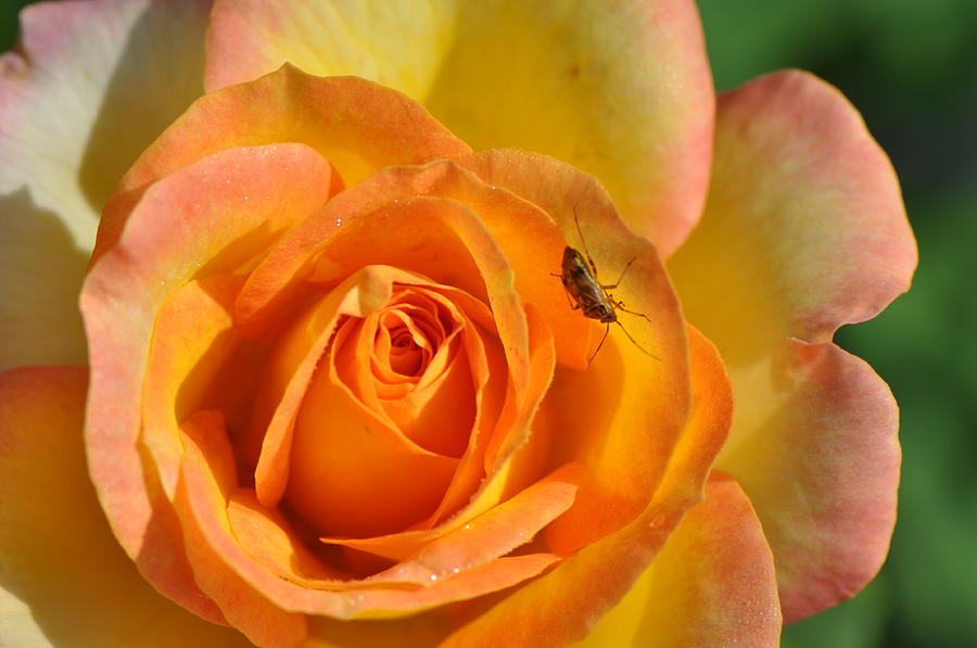 Rose Photograph - Lady Bug Rose #1 by Gail Churinetz
