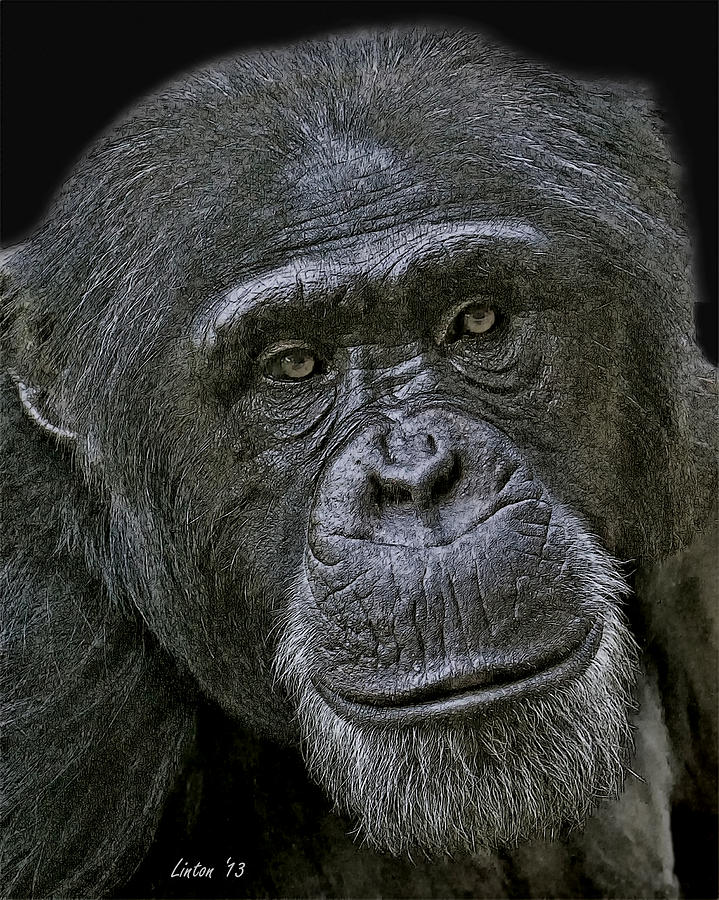 Chimpanzee Digital Art - Lady Of A Certain Age #1 by Larry Linton