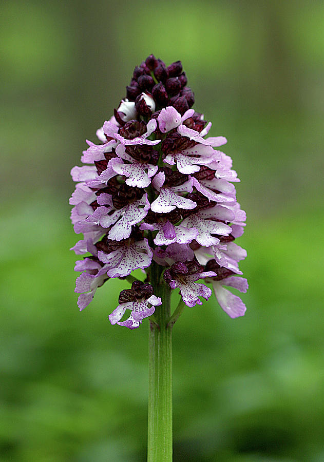 Lady Orchid (orchis Purpurea) Photograph by John Devries/science Photo ...