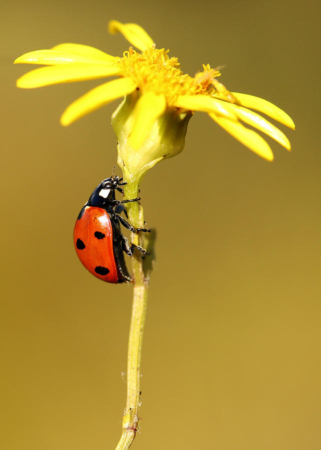 Ladybird #1 Photograph by Grant Glendinning