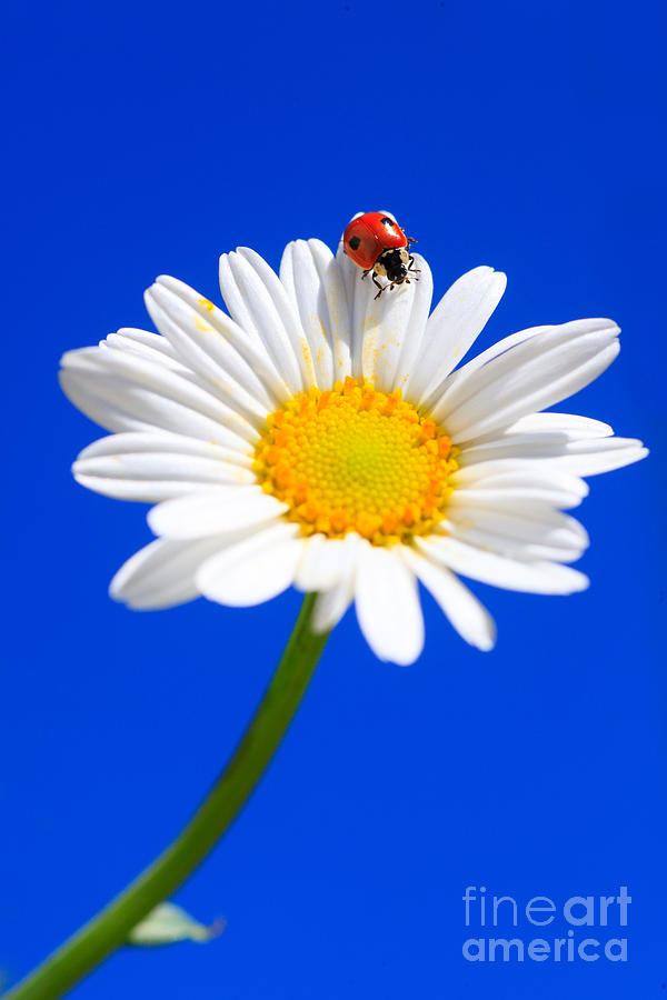 Ladybug Photograph - Ladybird On Flower #2 by Patrick Frischknecht