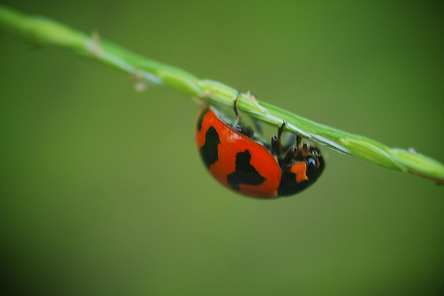 Ladybug Photograph - Ladybug #1 by Arj Munoz