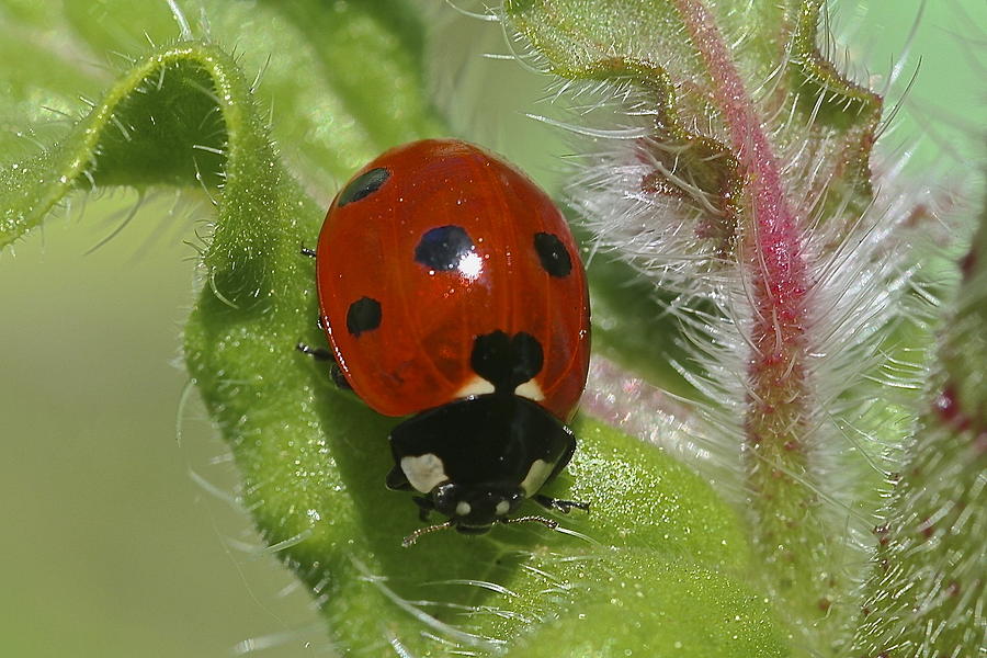 Ladybug #1 Photograph by Catia Juliana