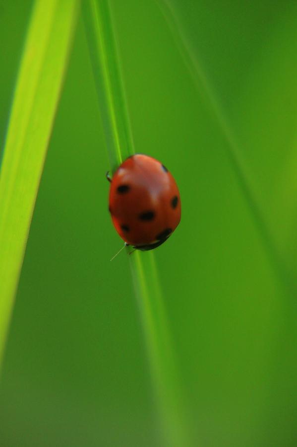 Ladybug Photograph - Ladybug in green #1 by Daliya Photography