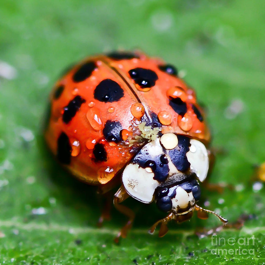 Ladybug  #2 Photograph by Kerri Farley