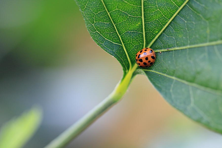 Ladybug on a Leaf Photograph by Angela Murdock