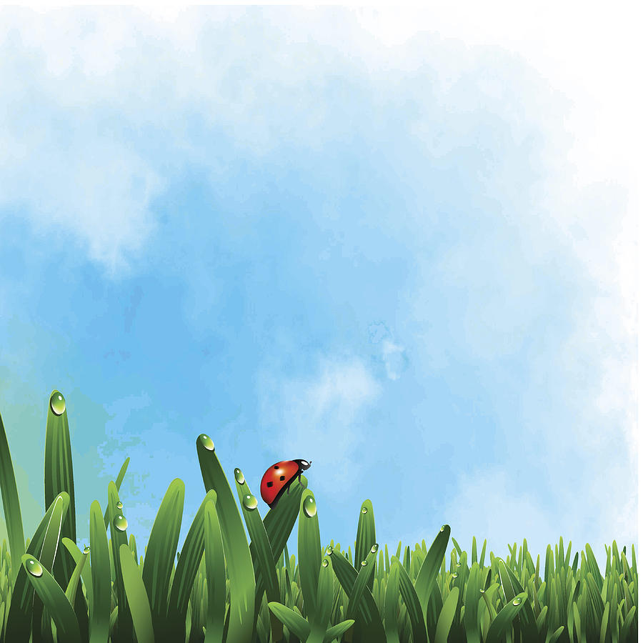 Ladybug on green grass #1 Drawing by Mirjanajovic