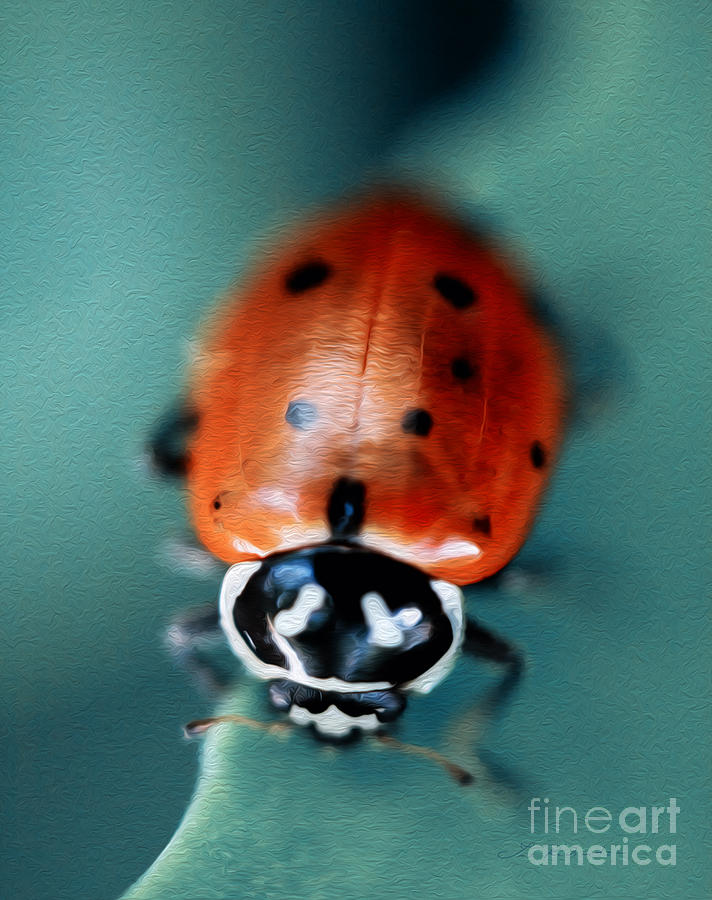 Ladybug on Green Leaf #2 Photograph by Iris Richardson