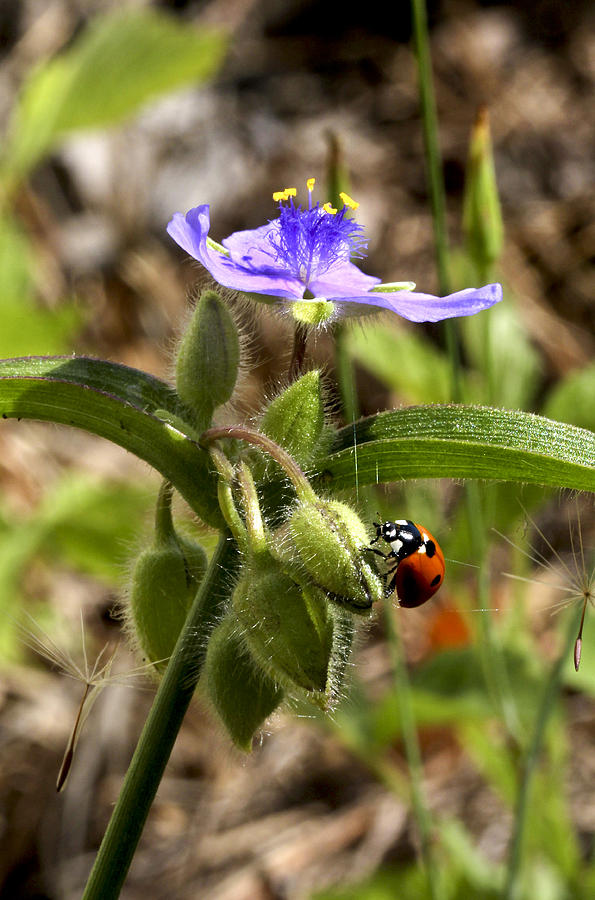 Ladybug on Spiderwort #1 Photograph by Robert Camp